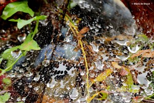spider web with dewdrops IMG_6438© Maria de Bruyn res