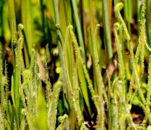 Tracy's sundew DK7A5228© Maria de Bruyn res