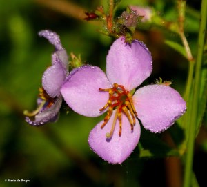 Virginia meadow beauty DK7A3083© Maria de Bruyn res