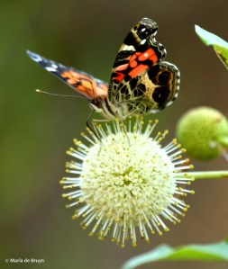 American Lady DK7A2242© Maria de Bruyn res