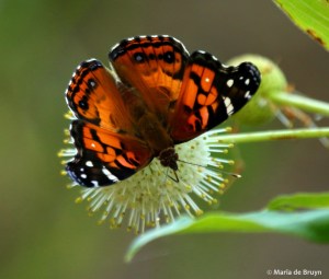 American Lady DK7A2292© Maria de Bruyn res