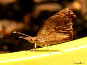 American snout butterfly IMG_0257© Maria de Bruyn res