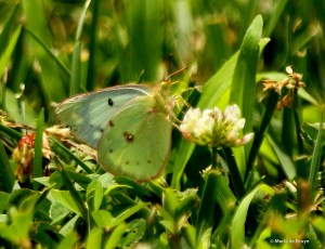Clouded sulphur DK7A0269© Maria de Bruyn