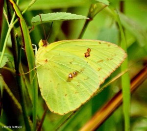 Cloudless sulphur DK7A0063© Maria de Bruyn res