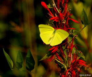 Cloudless sulphur DK7A2774© Maria de Bruyn res