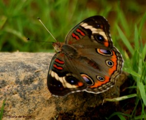 common buckeye DK7A1181© Maria de Bruyn