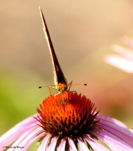common buckeye DK7A8729© Maria de Bruyn res