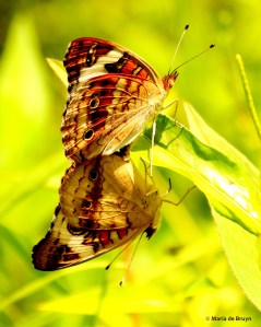 common buckeye IMG_9470© Maria de Bruyn res