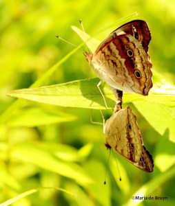 common buckeye IMG_9538© Maria de Bruyn res