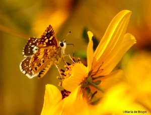 Common checkered skipper DK7A8473©Maria de Bruyn