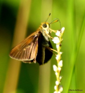Dun skipper DK7A3364© Maria de Bruyn