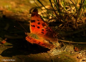 Eastern comma DK7A5636© Maria de Bruyn res
