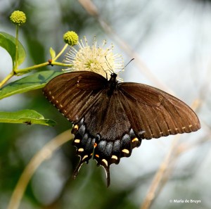 Eastern tiger swallowtail DK7A0256© Maria de Bruyn res