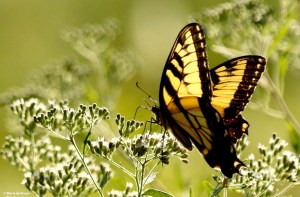 Eastern tiger swallowtail DK7A2096© Maria de Bruyn res