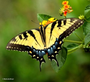 Eastern tiger swallowtail DK7A7768© Maria de Bruyn res