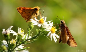 Fiery and dun skippers IMG_7262© Maria de Bruyn res