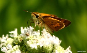 Fiery skipper DK7A3463© Maria de Bruyn