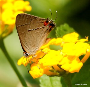 Gray hairstreak DK7A4495© Maria de Bruyn