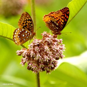 Great spangled fritillary DK7A5052© Maria de Bruyn res