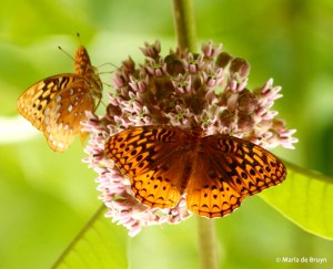 great spangled fritillary DK7A5377© Maria de Bruyn res
