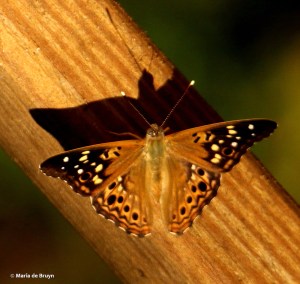 Hackberry emperor DK7A6150© Maria de Bruyn res