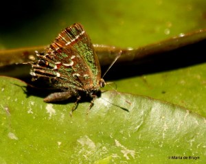 juniper hairstreak DK7A1677© Maria de Bruyn