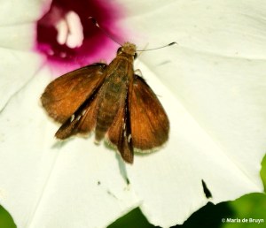 Little glassywing skipper DK7A2843© Maria de Bruyn