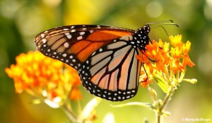 monarch DK7A7941© Maria de Bruyn res