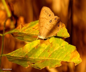 Northern pearly-eye DK7A7752©Maria de Bruyn res