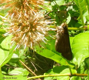Ocola skipper IMG_4247©Maria de Bruyn
