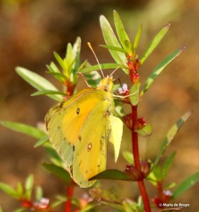 Orange sulphur DK7A0410© Maria de Bruyn res