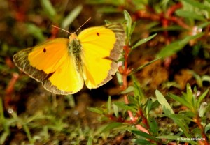 Orange sulphur DK7A0476© Maria de Bruyn res