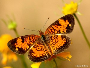 pearl crescent DK7A1469© Maria de Bruyn res