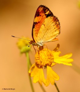 pearl crescent DK7A4689© Maria de Bruyn res