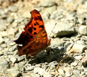 Question mark DK7A3181© Maria de Bruyn res