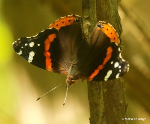 Red Admiral DK7A6667©Maria de Bruyn (2) res