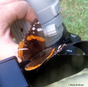 red admiral IMG_4767© Maria de Bruyn res