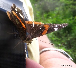 red admiral IMG_4769© Maria de Bruyn