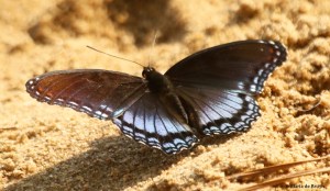 Red-spotted purple DK7A0518© Maria de Bruyn res