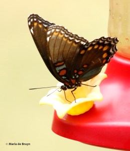 Red-spotted purple DK7A0998© Maria de Bruyn res