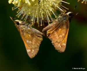 Sachem skipper DK7A1271© Maria de Bruyn bg