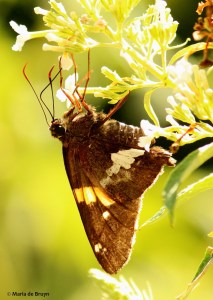 silver-spotted skipper IMG_0885© Maria de Bruyn