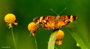silvery checkerspot DK7A1405© Maria de Bruyn res