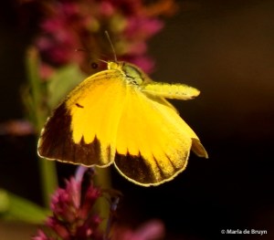 Sleepy orange DK7A8263© Maria de Bruyn