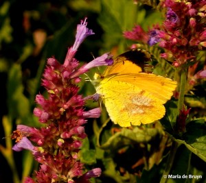 Sleepy orange DK7A8367© Maria de Bruyn