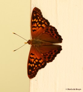 Tawny emperor DK7A2536© Maria de Bruyn res