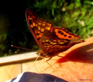 Tawny emperor IMG_4926© Maria de Bruyn (2)