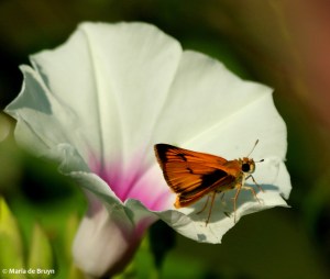 Zabulon skipper DK7A2945© Maria de Bruyn res