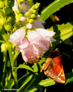 Zabulon skipper female DK7A8091© Maria de Bruyn