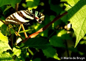 Zebra swallowtail DK7A0046© Maria de Bruyn res